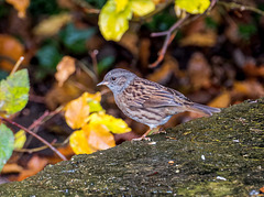 Dunnock4