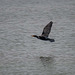 Cormorant