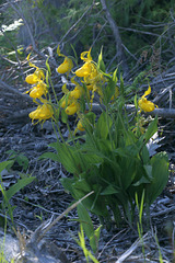 Yellow Lady's Slippers