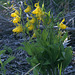 Yellow Lady's Slippers