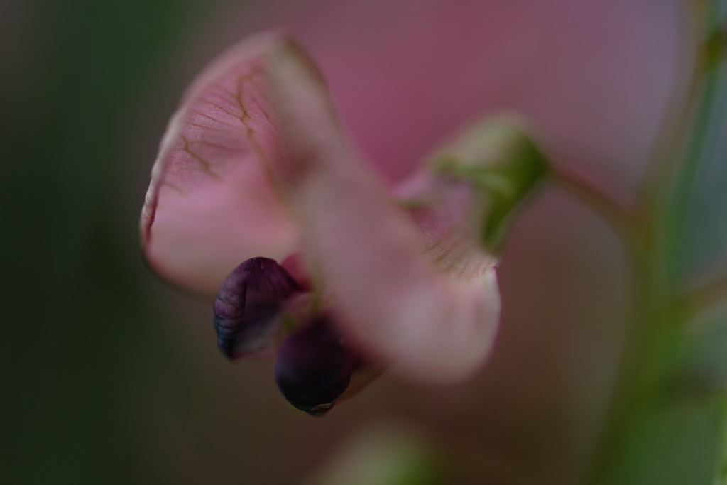 DSCF2529