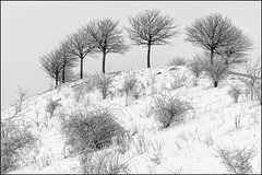 Winter am Kronsberg