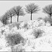 Winter am Kronsberg