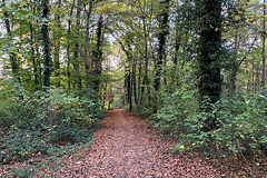 Herbstwald im Grünen