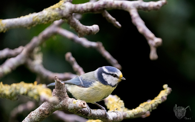 Blue Tit