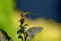 Common Darter Dragonfly