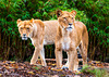 Auckland Zoo-11