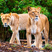 Auckland Zoo-11