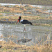 Selbekulo. Okavango-Delto