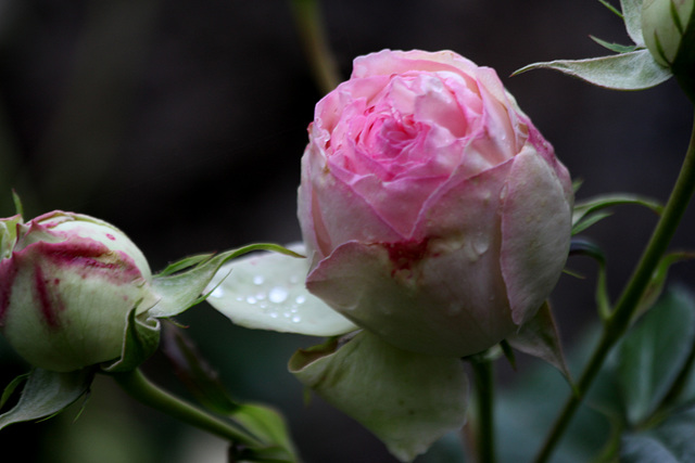 roses de mon jardin