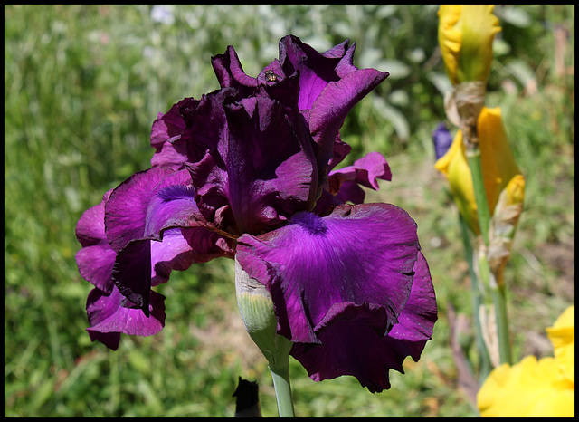 Gypsy Romance (4)