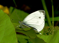 Small White. Pieris rapae