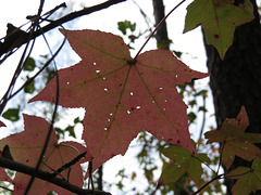 Sweet-gum leaves