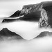 love in the mist