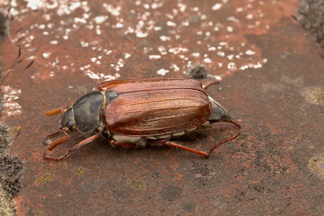 Cockchafer EF7A4660