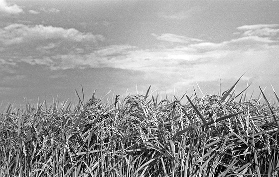 Rice crop reaching maturity