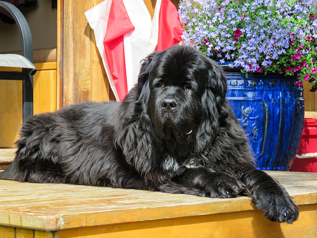 Newfoundland dog