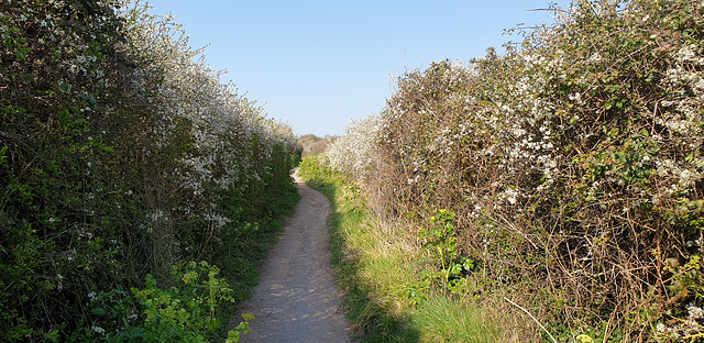 Cliffwalk