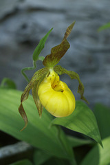 Yellow Lady's Slipper