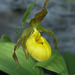 Yellow Lady's Slipper