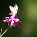 Papillon dans un rayon de soleil du soir