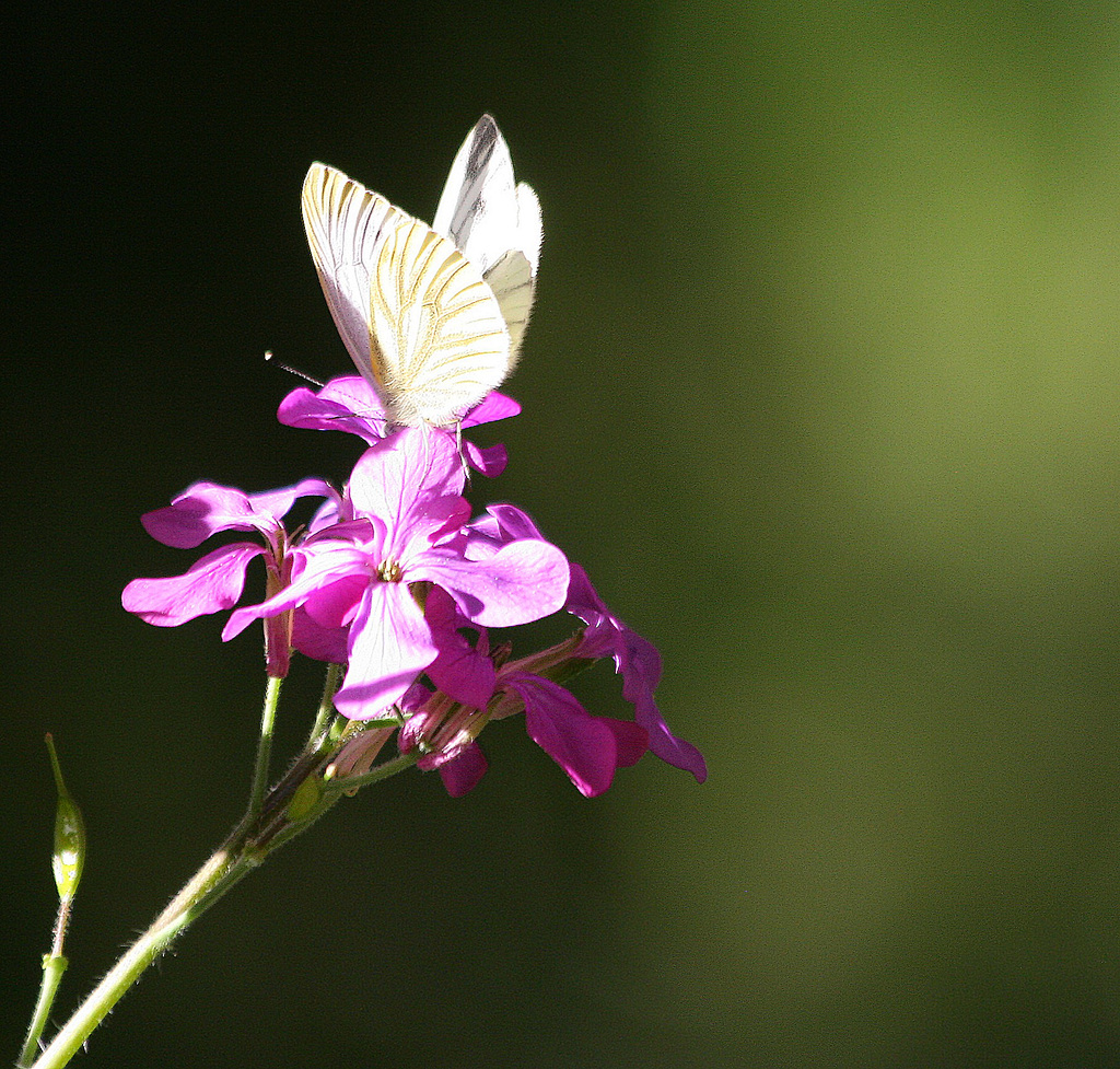 Papillon dans un rayon de soleil du soir