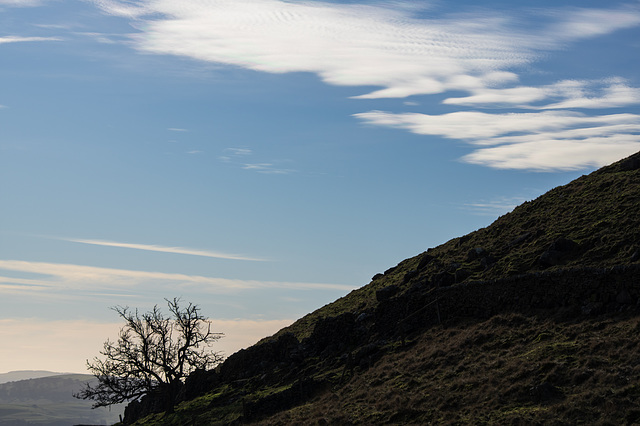 Cown Edge Tree (Bight white clouds)