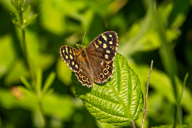 Speckled wood butterfly