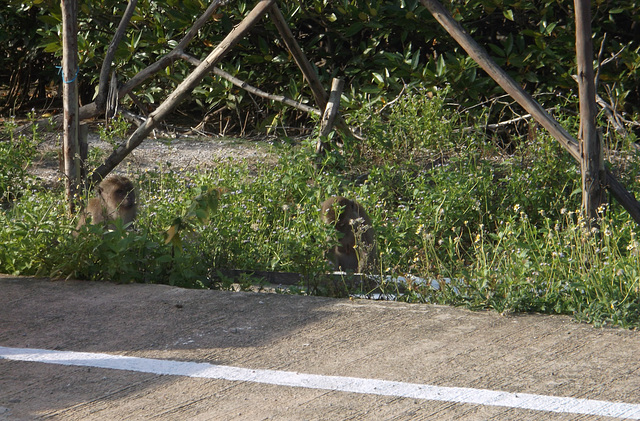 Singes jouant à cache-cache