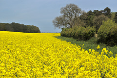 Field of Yellow