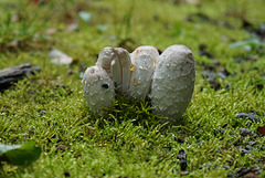 Die Pilzzeit beginnt - The mushroom season begins