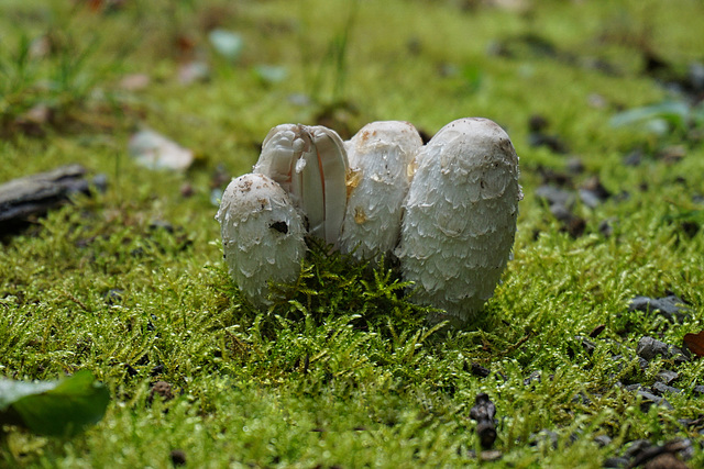 Die Pilzzeit beginnt - The mushroom season begins