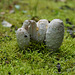 Die Pilzzeit beginnt - The mushroom season begins