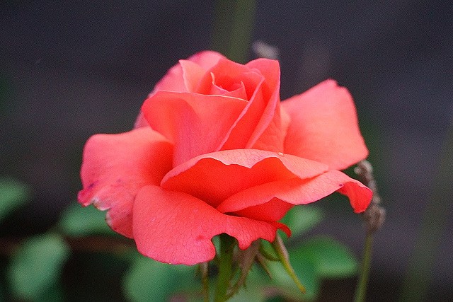 Rose in Nachbars Garten