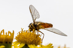 20140714 3941VRMw [D~LIP] Hainschwebfliege (Episyphus balteatus), [Wander-, Winterschwebfliege], UWZ, Bad Salzuflen