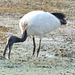 Blanka ibiso. Okavango-Delto