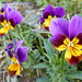 158 Viola tricolor ssp. macedonica - ein Wildstiefmütterchen