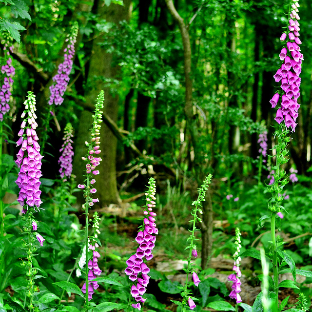 Wild Foxgloves in Gosforth Woods, Newcastle