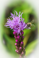 visit the Liatris spicata (Prachtscharte)