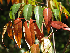 Sumac leaves in autumn