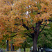 Fall Tree 1995
