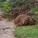 wombat with joey in the pouch