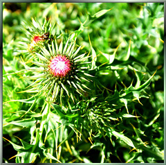 A young silver thistle... ©UdoSm