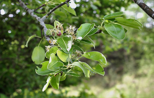 Pyrus pyraster (communis pyraster ) (4)