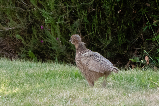 Off exploring by himself