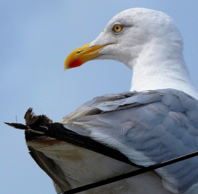 ... Le goéland, lui, est toujours gris avec un bec jaune orné ...Ses plumes vont du gris clair au gris foncé ...