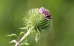 Bardane (Arctium lapa)
