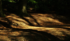 Shadows