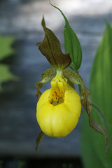 Yellow Lady's Slipper