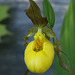 Yellow Lady's Slipper